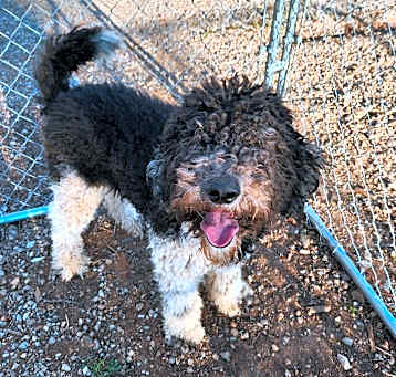 Photo of OreoDoodle