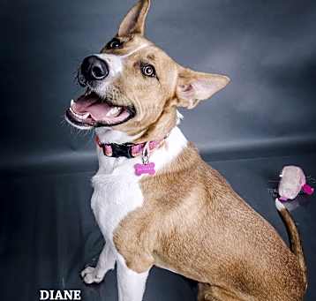 Photo of Diane