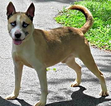 Photo of Bandit