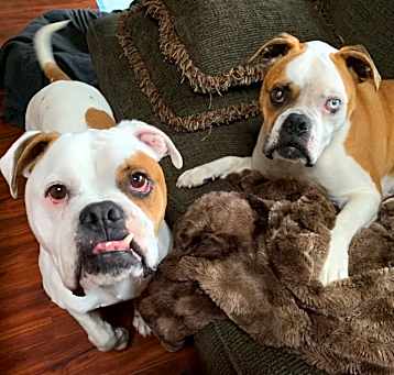 Photo of Adonis & Titan (OH) bonded