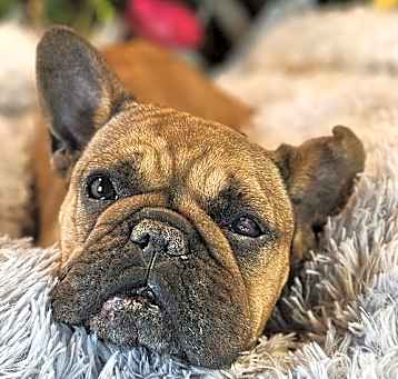 Photo of Figgy