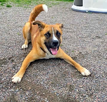 Photo of Tucker