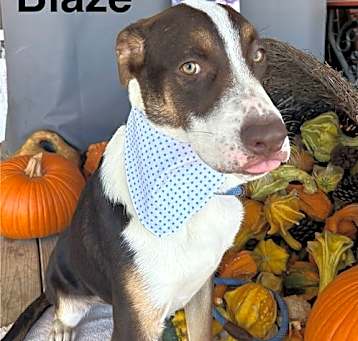 Photo of Blaze
