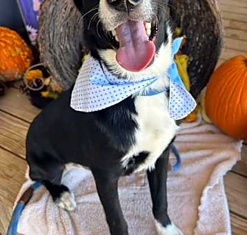 Photo of Baccara