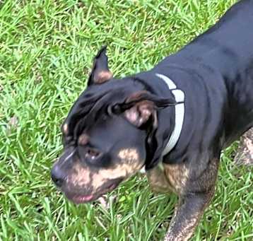 Photo of Rufus