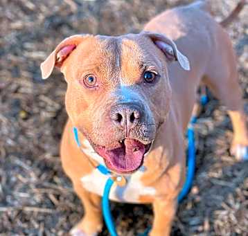 Photo of Cucumber - Adoption Pending!