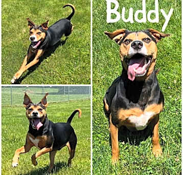 Photo of Buddy
