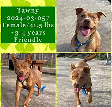 Photo of 2024-03-057 *Tawny*