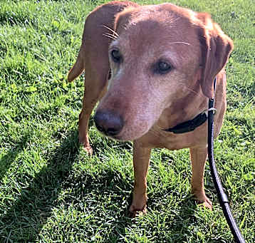 Photo of Gunner