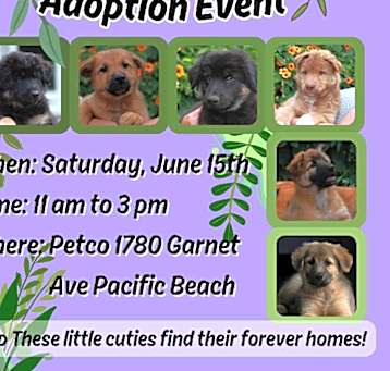 Photo of Amazing pups!Follow the litter