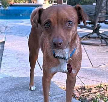 Photo of Scarlet