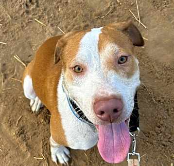 Photo of Oliver