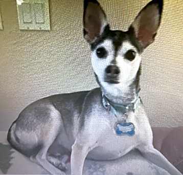 Photo of Cheech