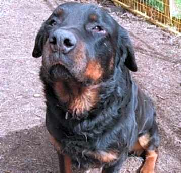 Photo of Tank