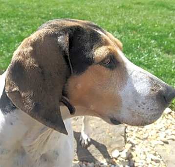Photo of Bonnie