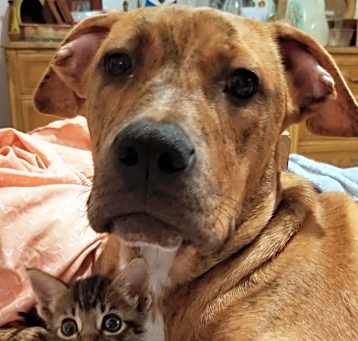 Photo of Scrappy-Doo