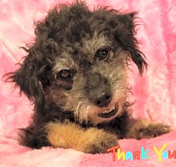 Photo of Boo