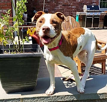 Photo of Digger