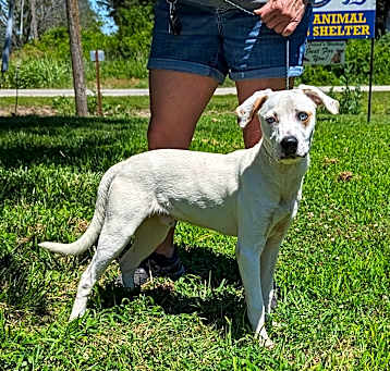 Photo of Spot