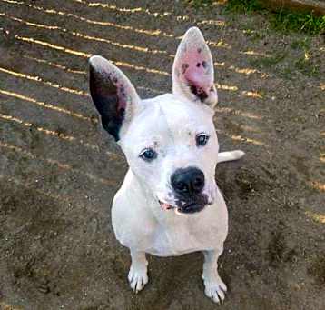 Photo of Harley