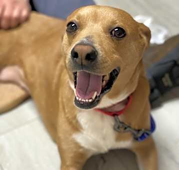 Photo of Lacie - PLEASE READ ALL INFORMATION