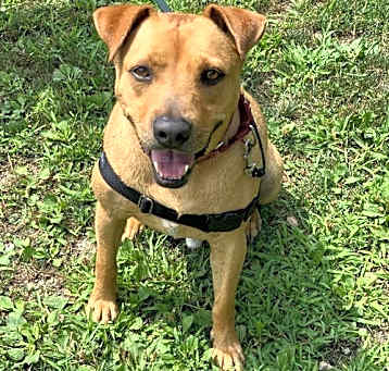Photo of Banjo