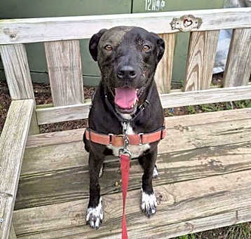 Photo of Otis