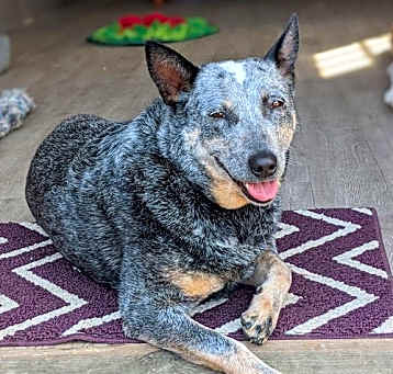 Photo of Blossom