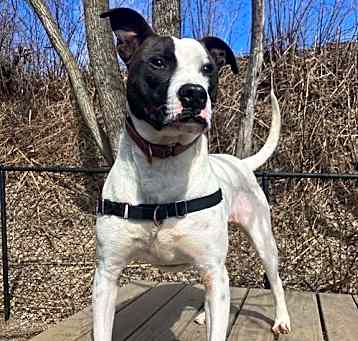 Photo of Roscoe