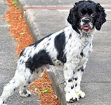 Photo of Bingo