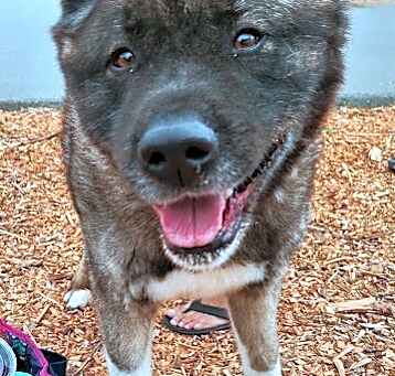 Photo of Kito