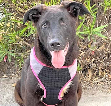 Photo of Roxy The Pirate
