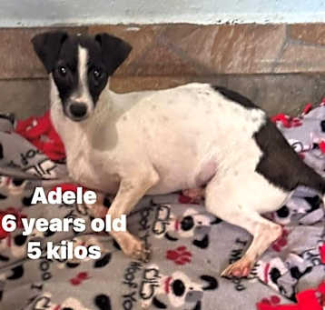 Photo of Adele