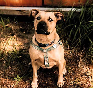 Photo of Bodhi