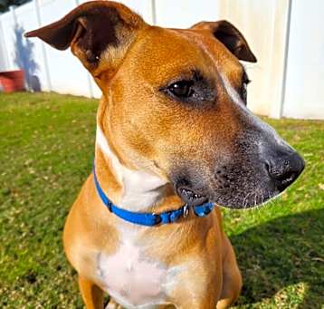 Photo of Dobby