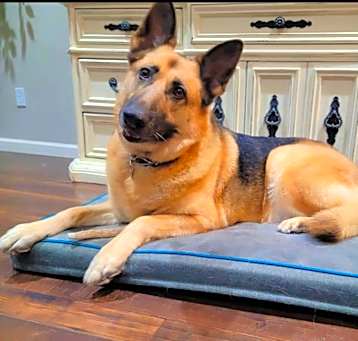 Photo of Ginger