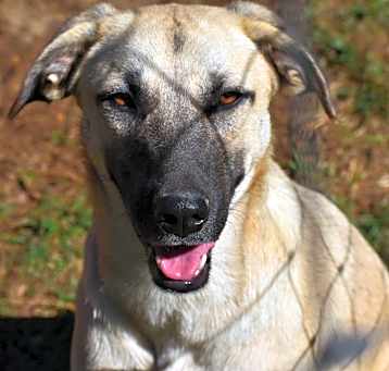 Photo of Daisy