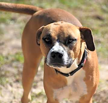 Photo of Vixie