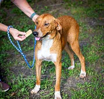 Photo of Rascal