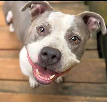 Photo of Dillard (adoption fee reduced due to length of time at rescue)
