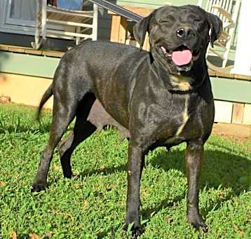 Photo of Daffodil (adoption fee reduced due to length of time at rescue)