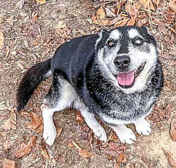Photo of King (adoption fee reduced due to age)