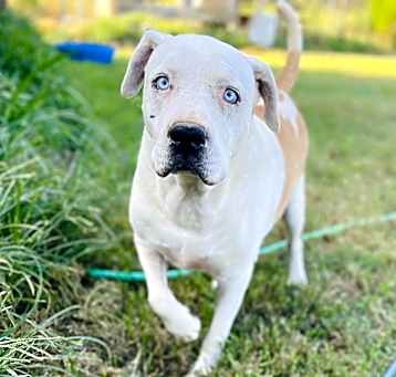 Photo of Fred (Adoption fee reduced due to age)