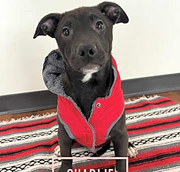 Photo of Charlie5