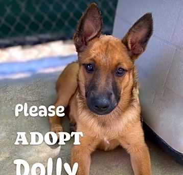 Photo of Dolly2