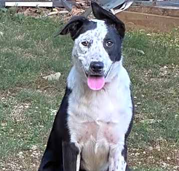 Photo of Indie (fka Sweetie)