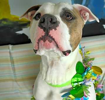 Photo of Buster
