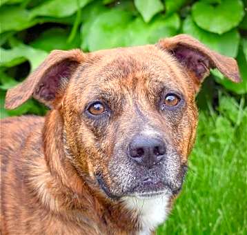 Photo of Romeo