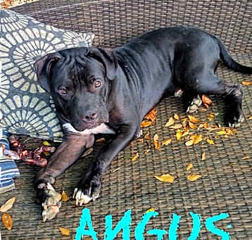 Photo of Angus
