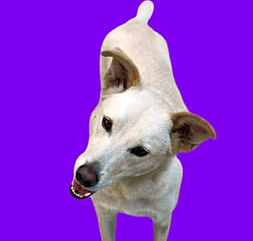 Photo of Blanca